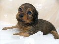 ペット（犬）の無料画像