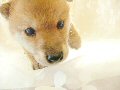 ペット（犬）の無料画像