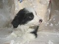 ペット（犬）の無料画像