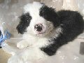 ペット（犬）の無料画像