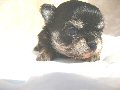 ペット（犬）の無料画像