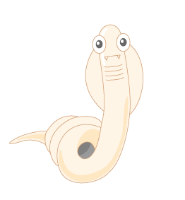 回虫 寄生虫