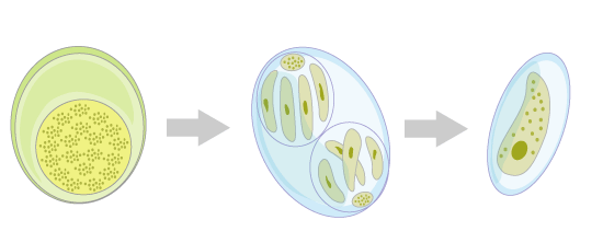 コクシジウム　寄生虫