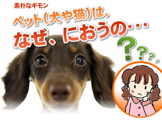 �y�b�g�̏��L