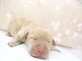 ラブラドールレトリバー　犬（子犬）販売　ブリーダー直譲