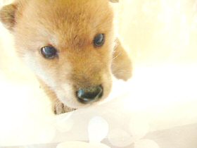 柴犬　犬（子犬）販売　ブリーダー直譲