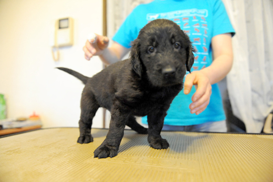 フラットコーテッドレトリバー　子犬