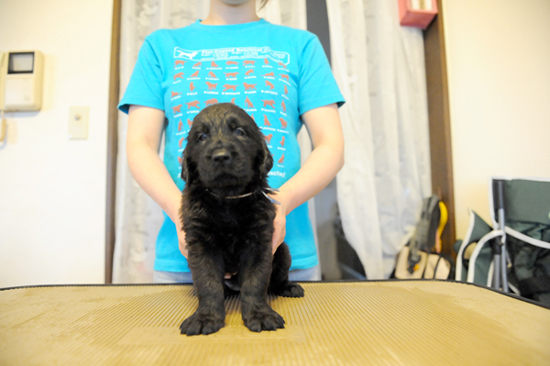 フラットコーテッドレトリバー　子犬