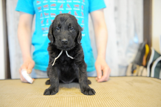 フラットコーテッドレトリバー　子犬