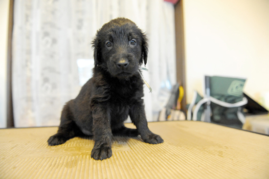 フラットコーテッドレトリバー　子犬