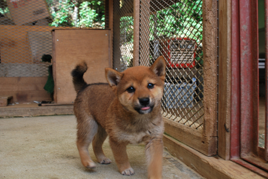 豆柴　子犬