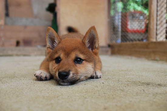 豆柴　子犬