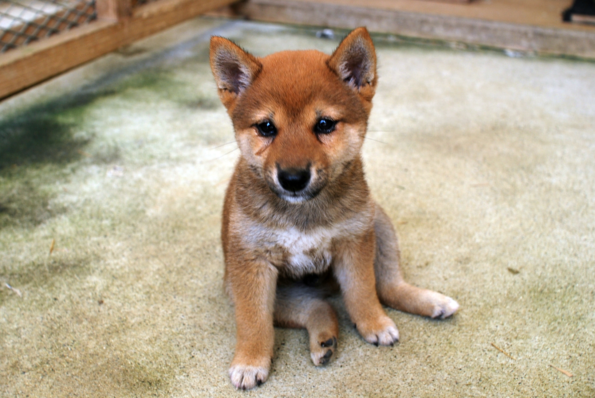 豆柴　子犬