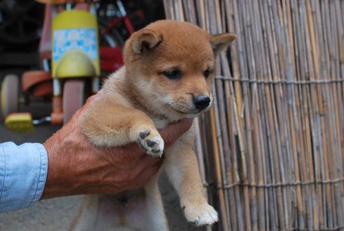 豆柴　子犬