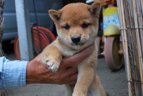 豆柴　子犬