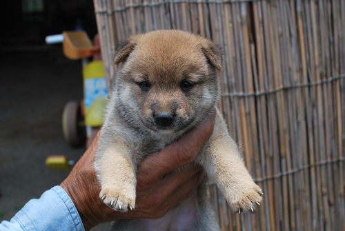 豆柴　子犬