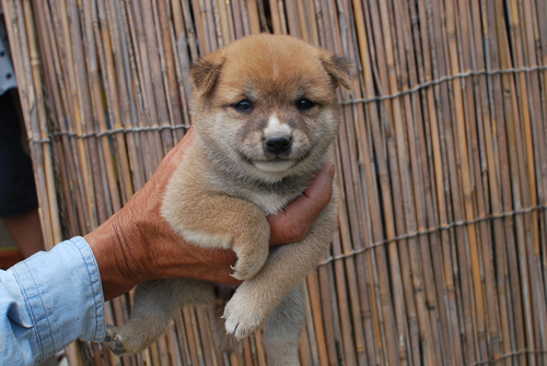 豆柴　子犬