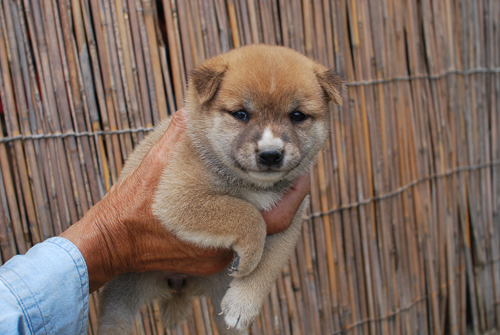 豆柴　子犬