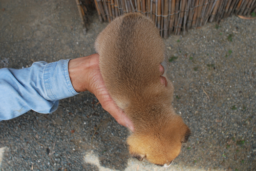 豆柴　子犬