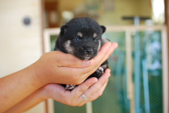 豆柴　子犬