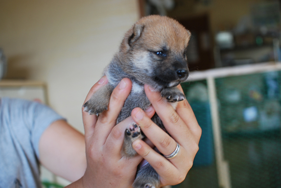 豆柴　子犬