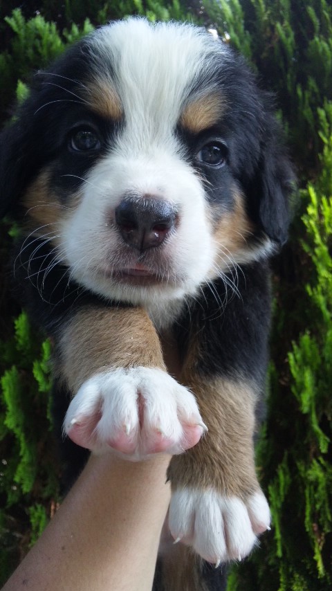 バーニーズマウンテンドッグ　子犬