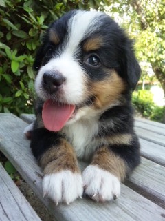 バーニーズマウンテンドッグ　子犬