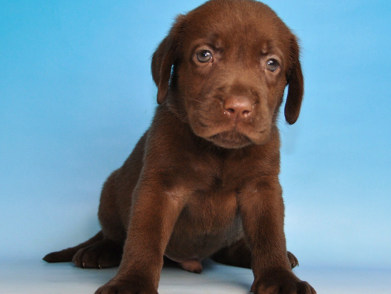 ラブラドールレトリバー　子犬