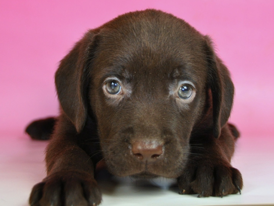 ラブラドールレトリバー　子犬