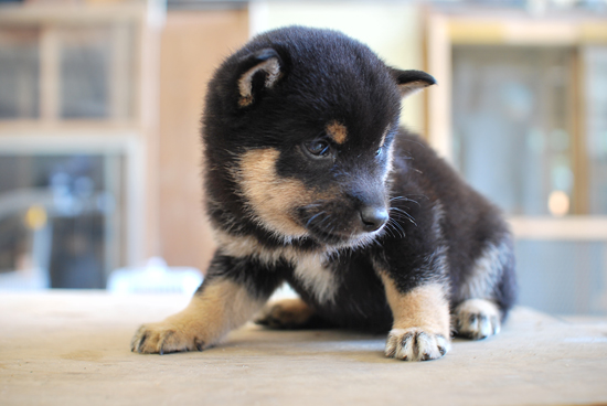 豆柴　子犬