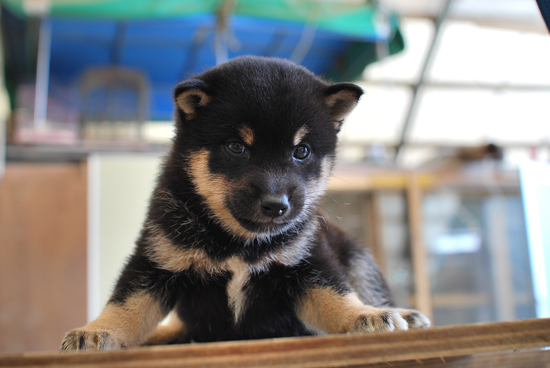 豆柴　子犬