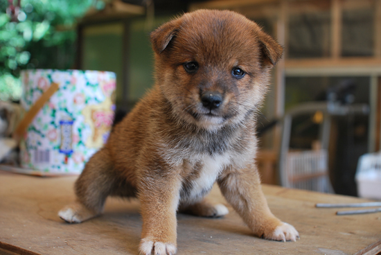 豆柴　子犬