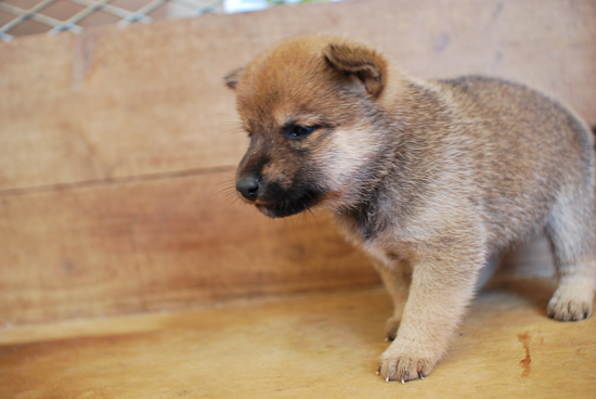 豆柴　子犬