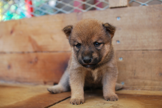 豆柴　子犬