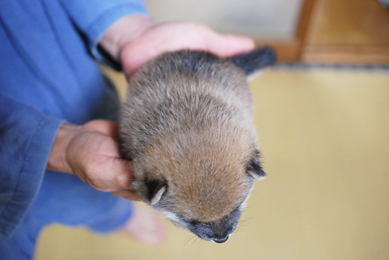 豆柴　子犬