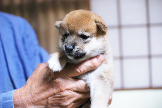 豆柴　子犬