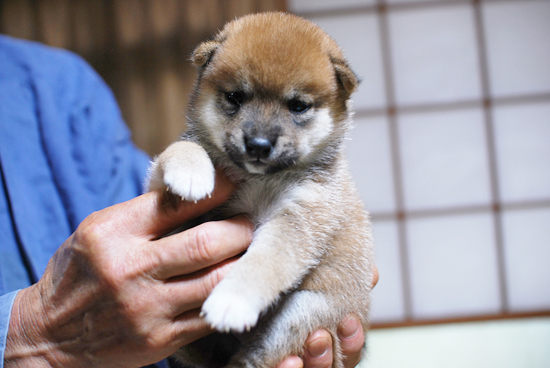 豆柴　子犬