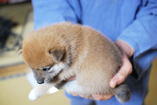 豆柴　子犬