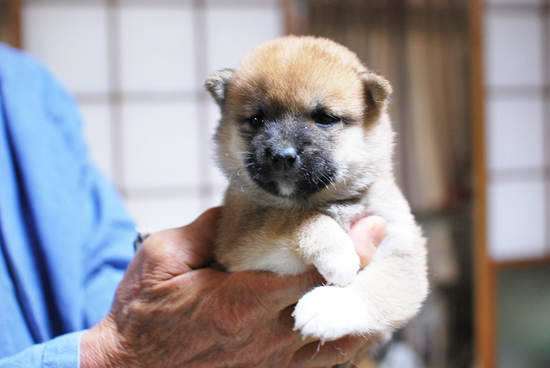 豆柴　子犬