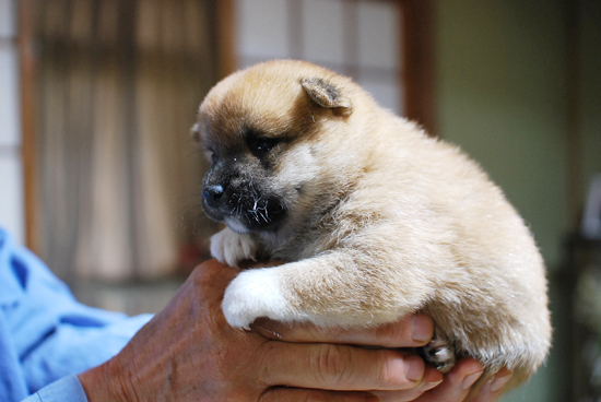 豆柴　子犬