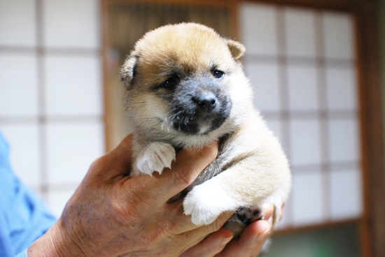 豆柴　子犬