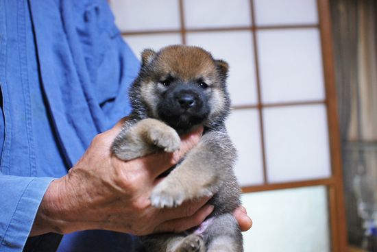 豆柴　子犬