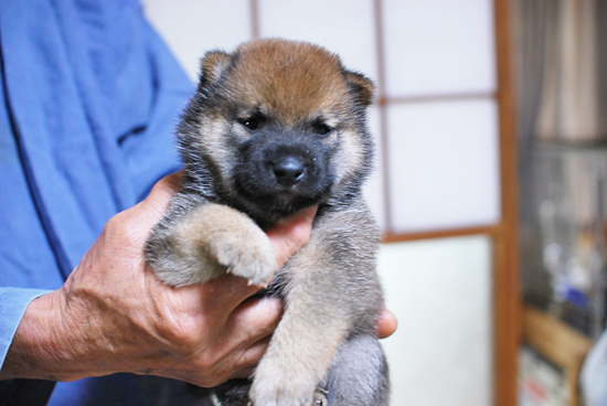 豆柴　子犬