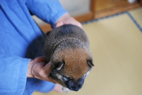 豆柴　子犬