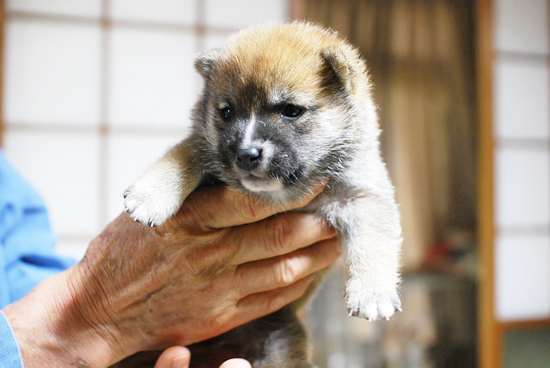 豆柴　子犬