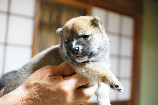 豆柴　子犬