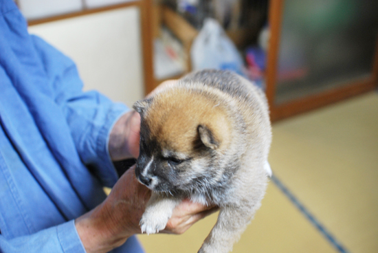 豆柴　子犬