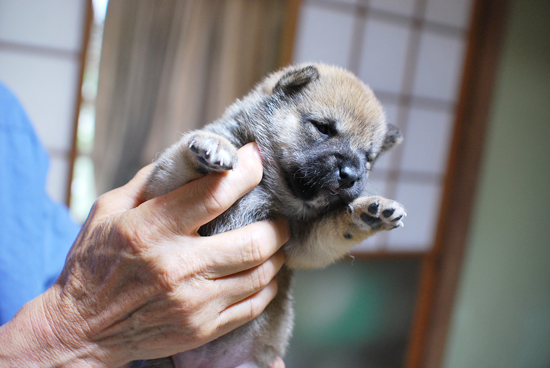 豆柴　子犬