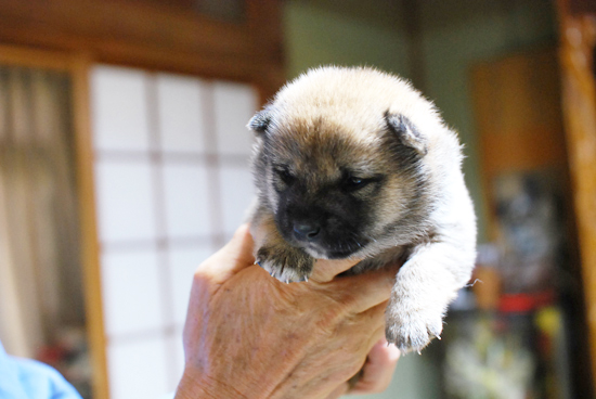 豆柴　子犬