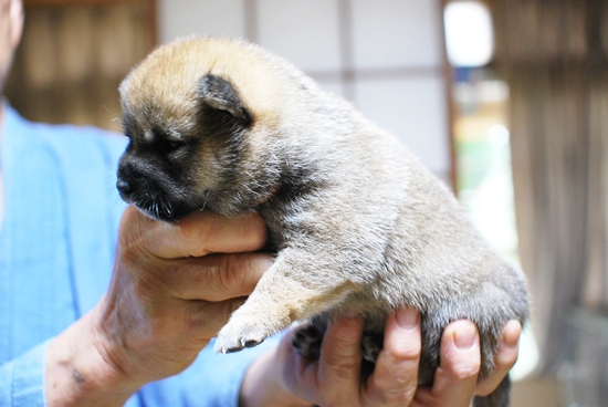 豆柴　子犬